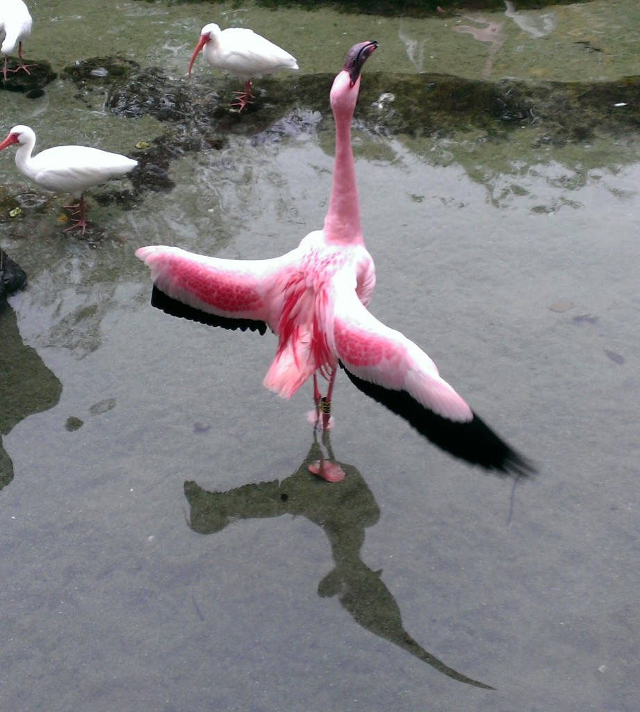 flamingo-wings